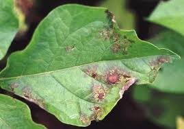 Plant Disease Prediction